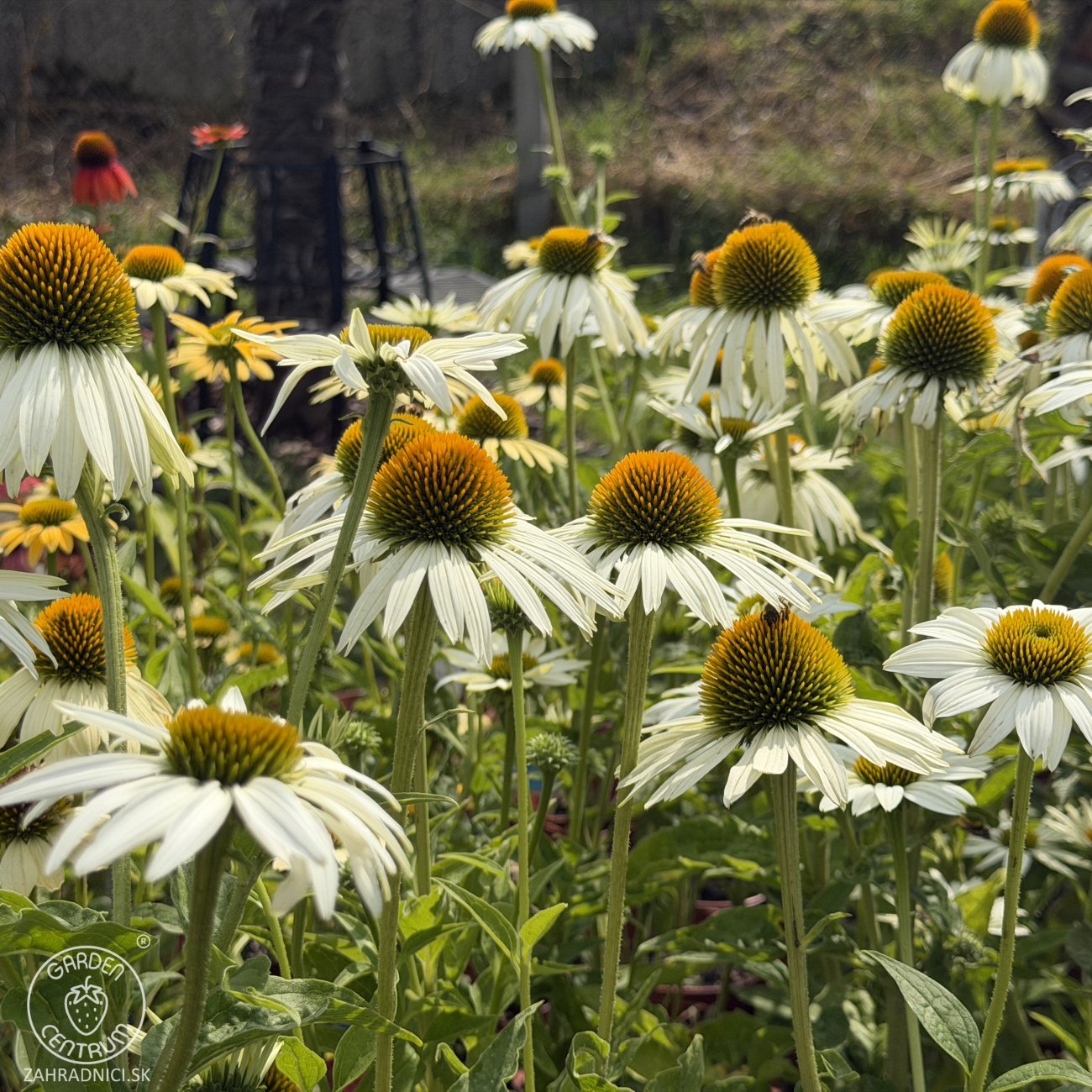 Obrázok Echinacea purpurová (Echinacea pupurea) ´FEELING WHITE´® - kont. C2L
